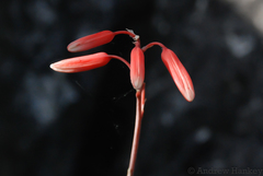 Aloe inexpectata