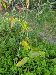 Dendrophthoe pentandra