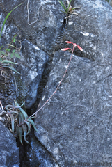 Aloe inexpectata