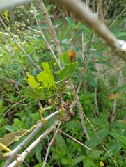 Dendrophthoe pentandra