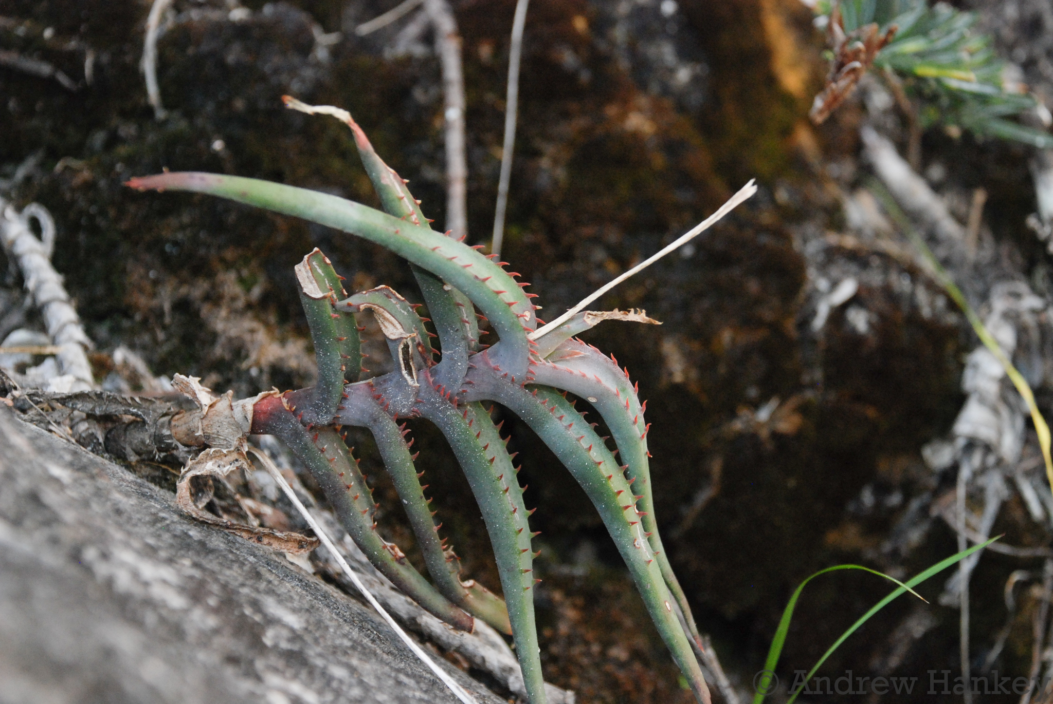 Aloe inexpectata