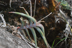 Aloe inexpectata