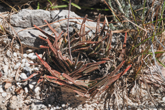 Aloe calcairophila