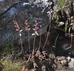Aloe calcairophila