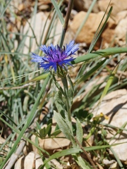 Centaurea axillaris