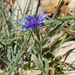 Centaurea axillaris - Photo (c) Nasser Halaweh, some rights reserved (CC BY), uploaded by Nasser Halaweh