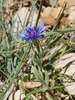 Centaurea axillaris - Photo (c) Nasser Halaweh, some rights reserved (CC BY), uploaded by Nasser Halaweh