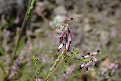 Fumaria kralikii