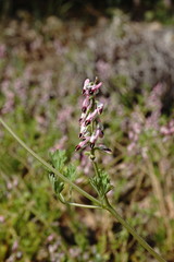 Fumaria kralikii
