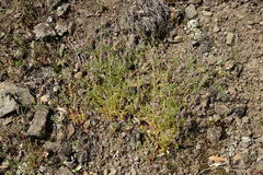 Fumaria kralikii