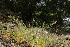 Fumaria kralikii