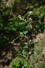 Cotoneaster tauricus