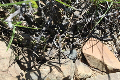Curio radicans