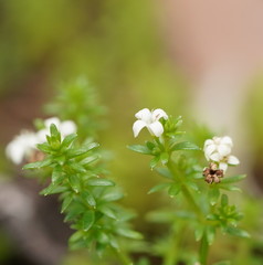 Asperula gunnii