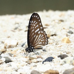 Graphium macareus