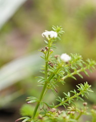 Asperula gunnii