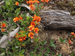 Podolobium procumbens