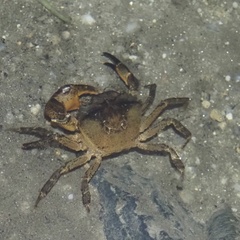 Siamthelphusa improvisa