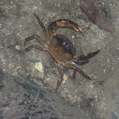 Siamthelphusa improvisa