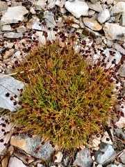 Juncus antarcticus