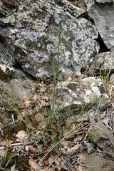 Stachys angustifolia