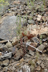 Galium verticillatum