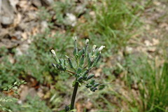Lactuca hispida