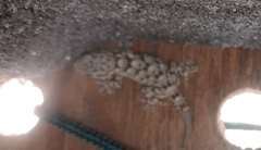 Tarentola mauritanica