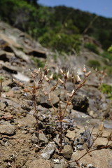 Cerastium ramosissimum