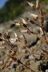 Cerastium ramosissimum