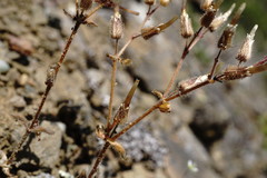 Cerastium ramosissimum