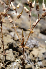 Cerastium ramosissimum