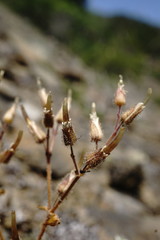 Cerastium ramosissimum
