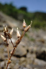 Cerastium ramosissimum
