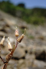 Cerastium ramosissimum