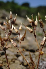 Cerastium ramosissimum