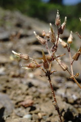 Cerastium ramosissimum