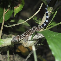 Cyrtodactylus zebraicus