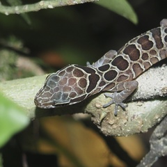 Cyrtodactylus zebraicus
