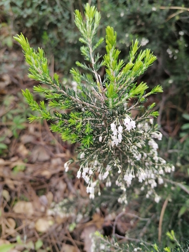 Avistamiento Erica arborea