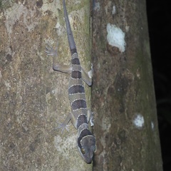 Cyrtodactylus macrotuberculatus