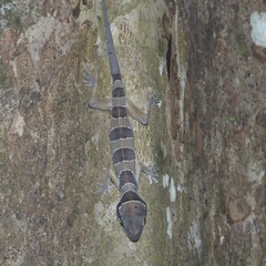 Cyrtodactylus macrotuberculatus