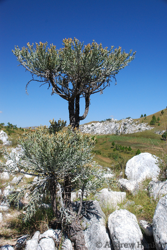 Silver thicket
