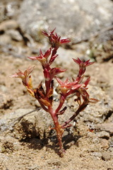Sedum cespitosum