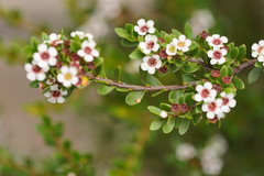 Baeckea latifolia