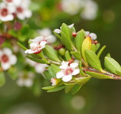 Baeckea latifolia