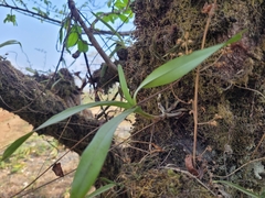 Vandoideae