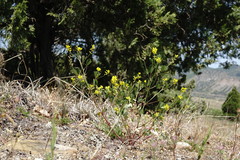 Melilotus neapolitanus