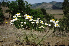 Anthemis sterilis