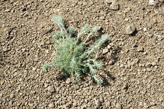 Camphorosma monspeliaca